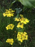 Stigmaphyllon blanchetii