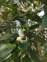 Swartzia brachyrachis