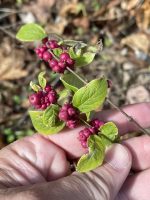 Symphoricarpos orbiculatus