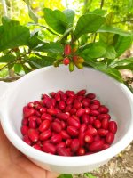 Synsepalum dulcificum
