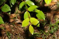 Syzygium australe
