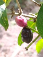 Syzygium cumini