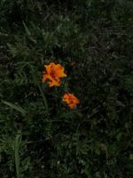 Tagetes tenuifolia