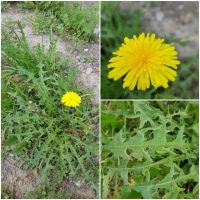 Taraxacum mongolicum