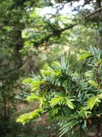 Taxus baccata