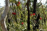 Telopea speciosissima