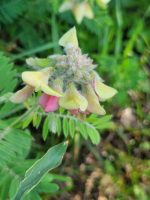 Tephrosia virginiana