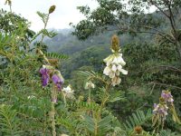 Tephrosia vogelii