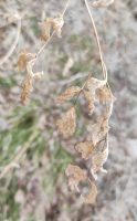 Thalictrum minus
