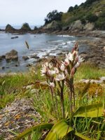 Thelymitra longifolia