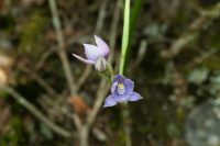 Thelymitra pulchella