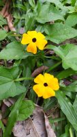Thunbergia alata