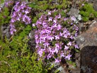 Thymus caespititius