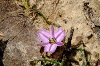 Thysanotus patersonii