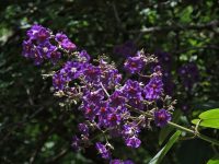 Tibouchina heteromalla