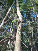 Tillandsia bulbosa