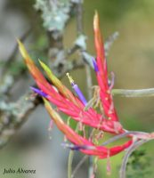 Tillandsia caput