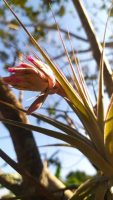 Tillandsia gardneri