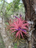 Tillandsia ionantha