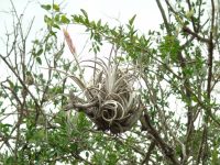 Tillandsia lorentziana