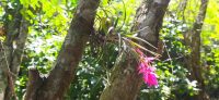 Tillandsia stricta