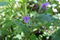 Tinantia erecta