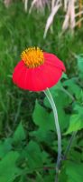 Tithonia rotundifolia
