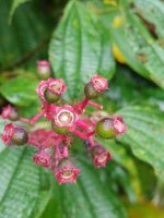 Tococa guianensis