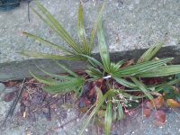 Trachycarpus fortunei
