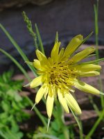 Tragopogon dubius