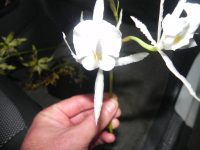 Trichopilia fragrans