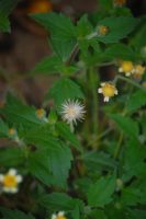 Tridax procumbens