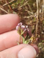 Trifolium gracilentum