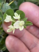 Trifolium subterraneum
