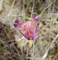 Trimezia truncata