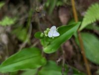 Tripogandra serrulata