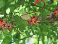 Tropaeolum pentaphyllum