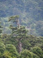 Tsuga chinensis
