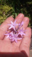 Tulbaghia violacea