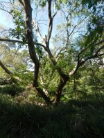 Ulmus parvifolia