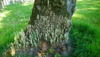 Umbilicus rupestris
