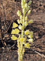 Urginea maritima