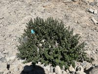 Urtica hyperborea
