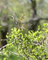 Urvillea uniloba