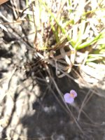 Utricularia blanchetii