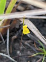 Utricularia guyanensis