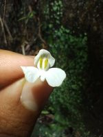 Utricularia nephrophylla