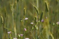 Vaccaria hispanica