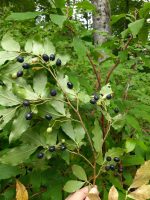 Vaccinium arctostaphylos