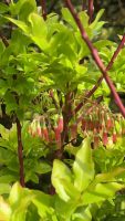 Vaccinium cylindraceum